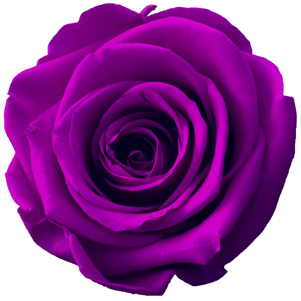 Rosen der Farbe purpur